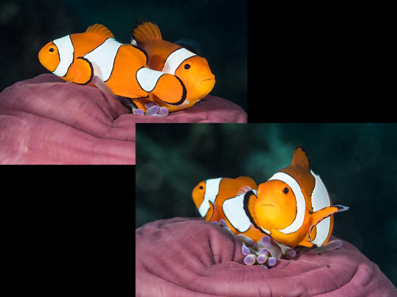 Anemonefish